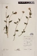 Sclerocarpus spathulatus image