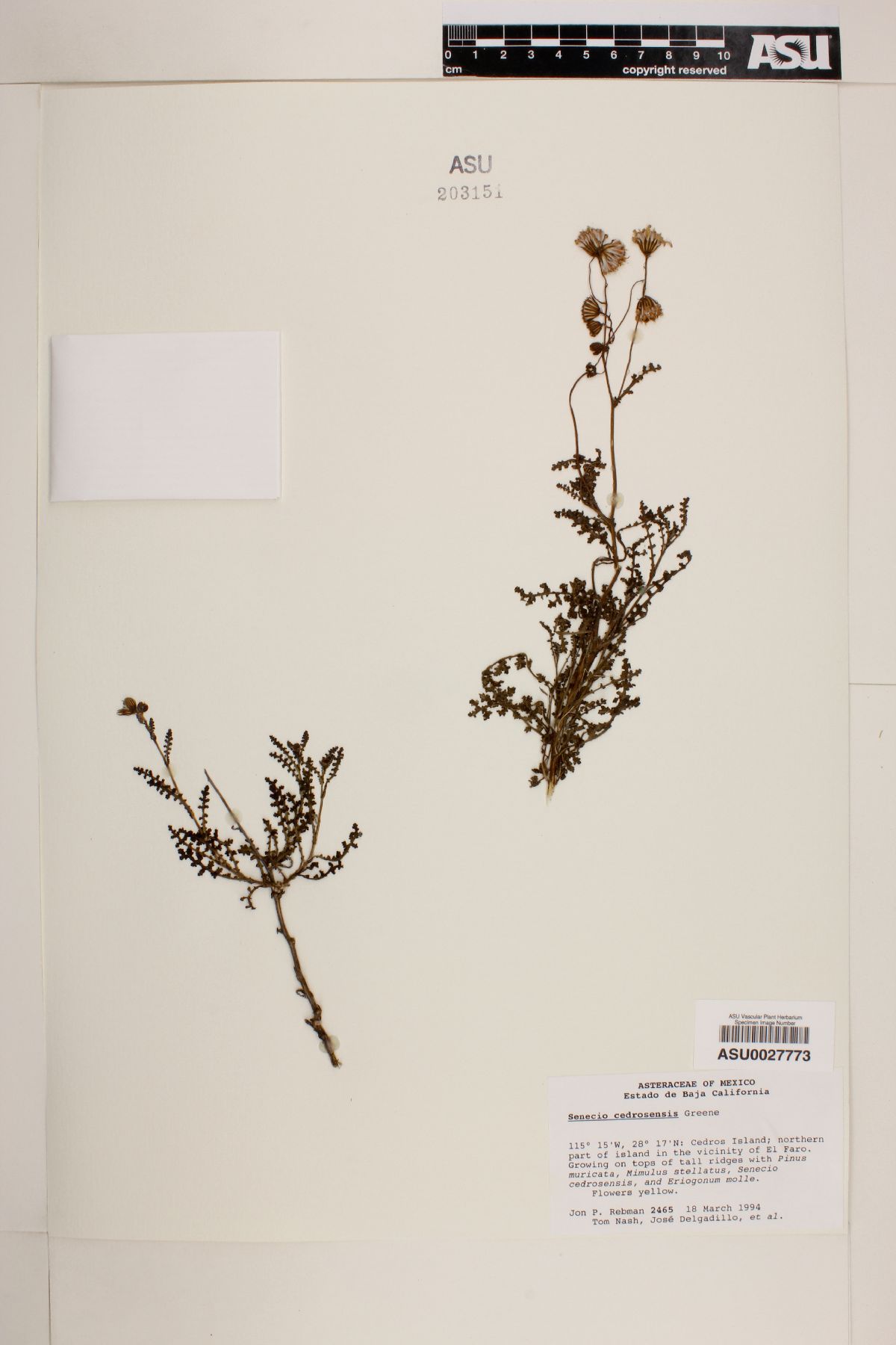 Senecio cedrosensis image