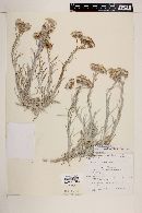 Senecio flaccidus image