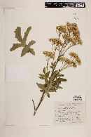 Senecio heracleifolius image