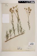 Senecio flaccidus image