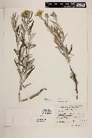 Senecio mairetianus image