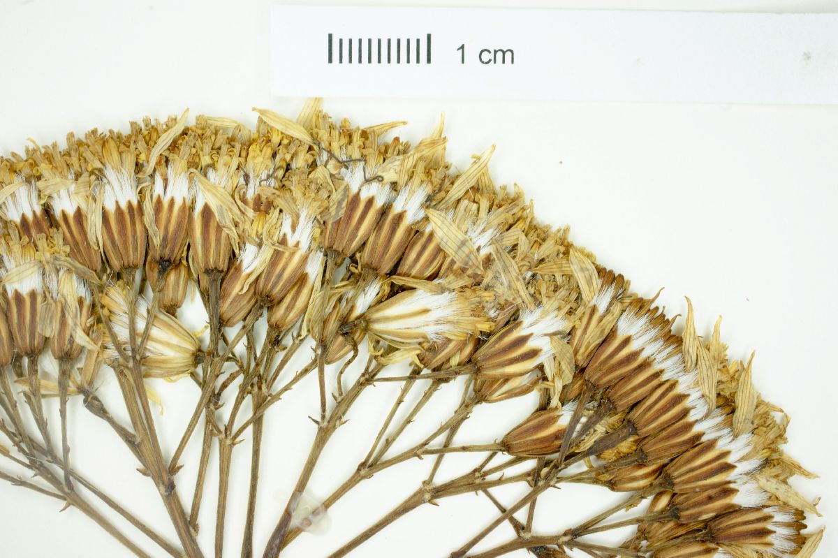 Senecio praecox var. morelensis image