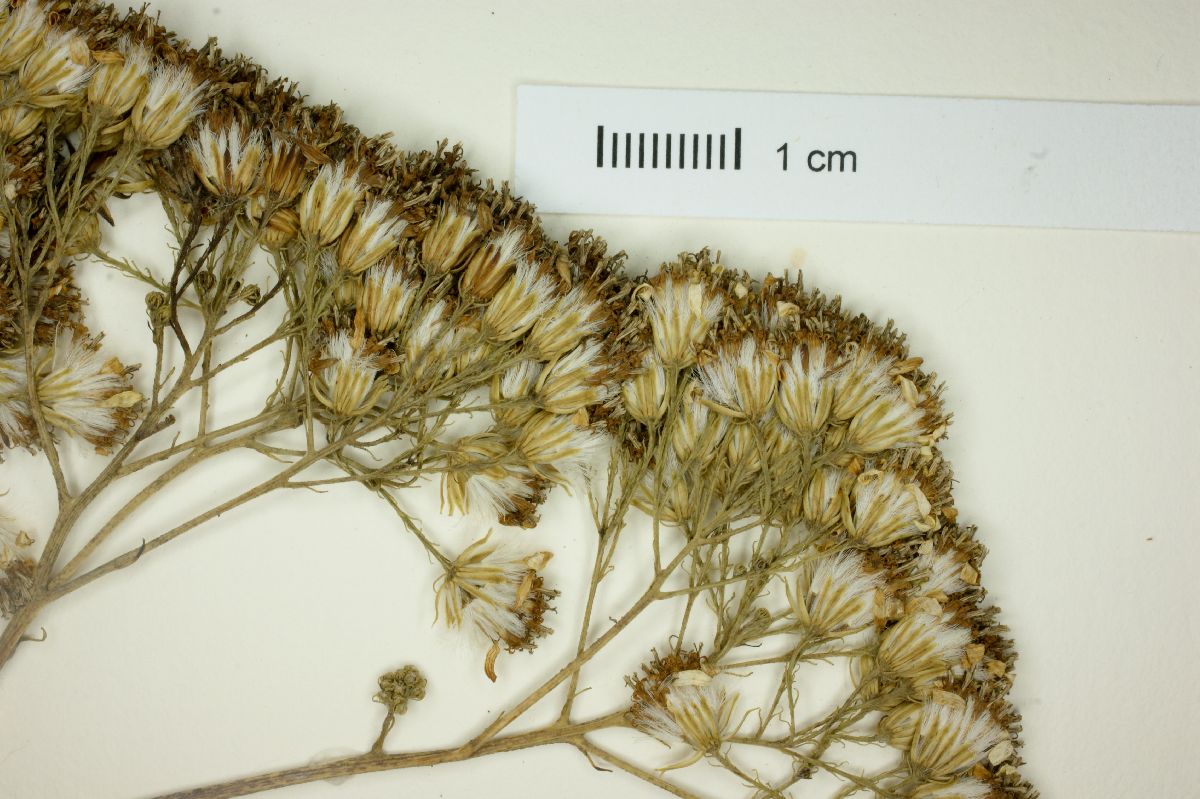 Senecio seemannii image