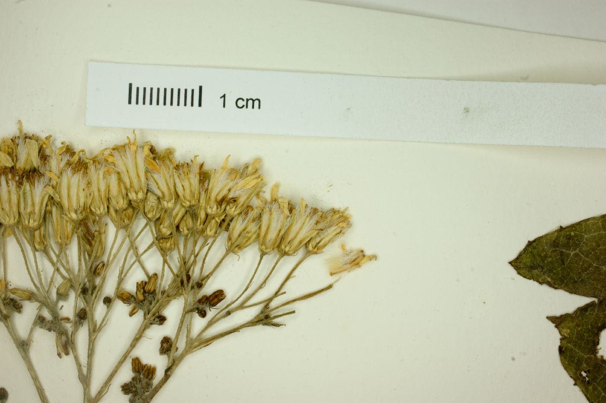 Senecio sinuatus image