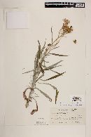 Senecio stoechadiformis image