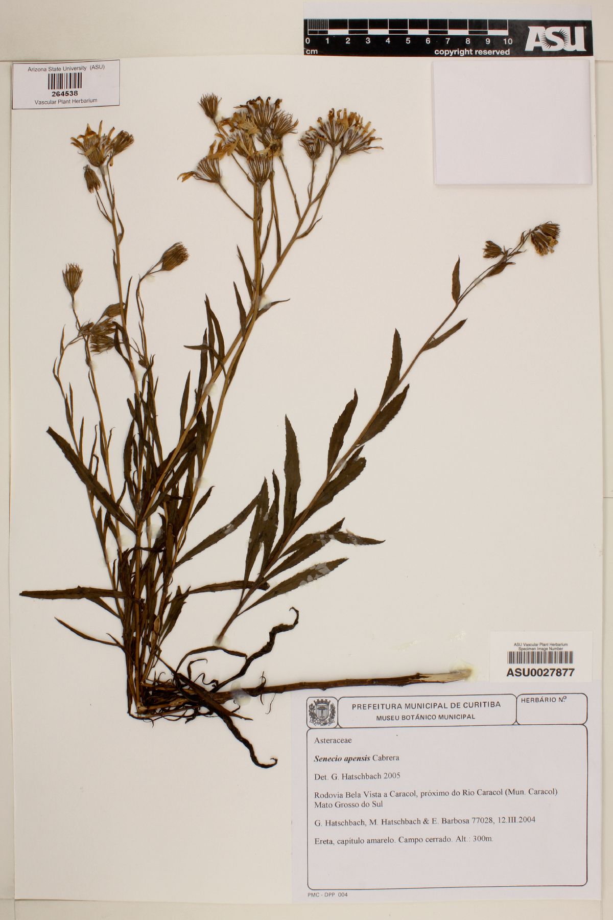 Senecio apensis image