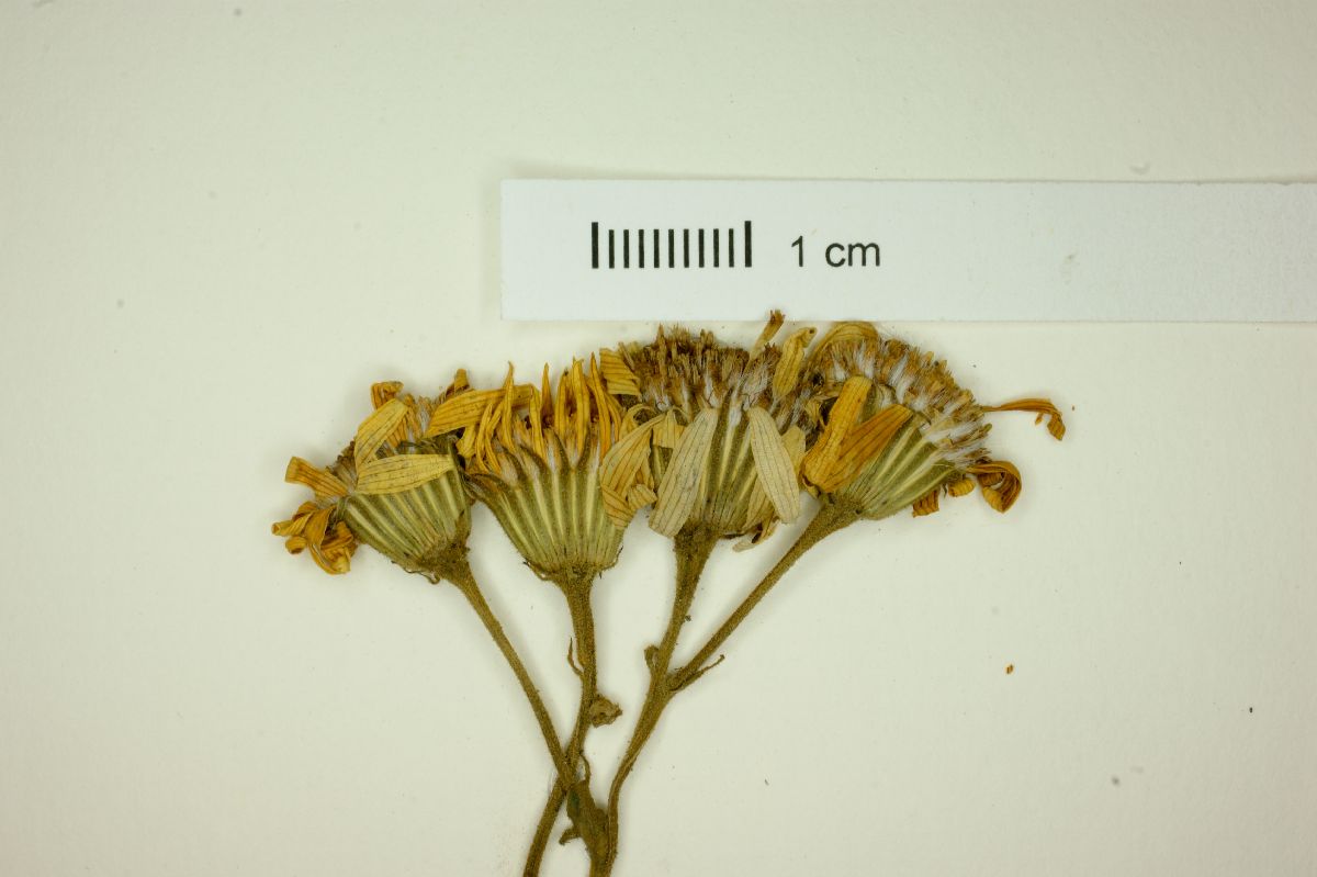 Senecio cisplatinus image