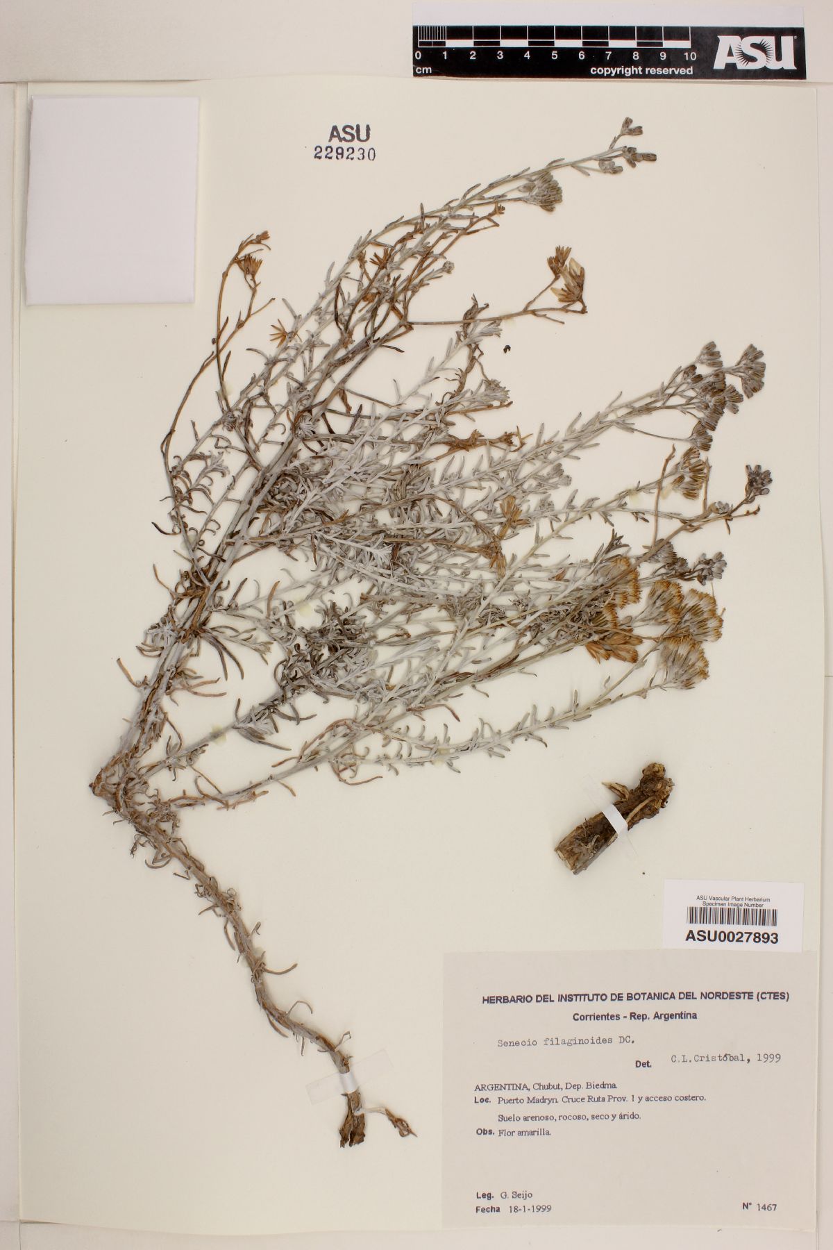 Senecio filaginoides image