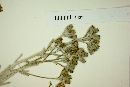 Senecio filaginoides image