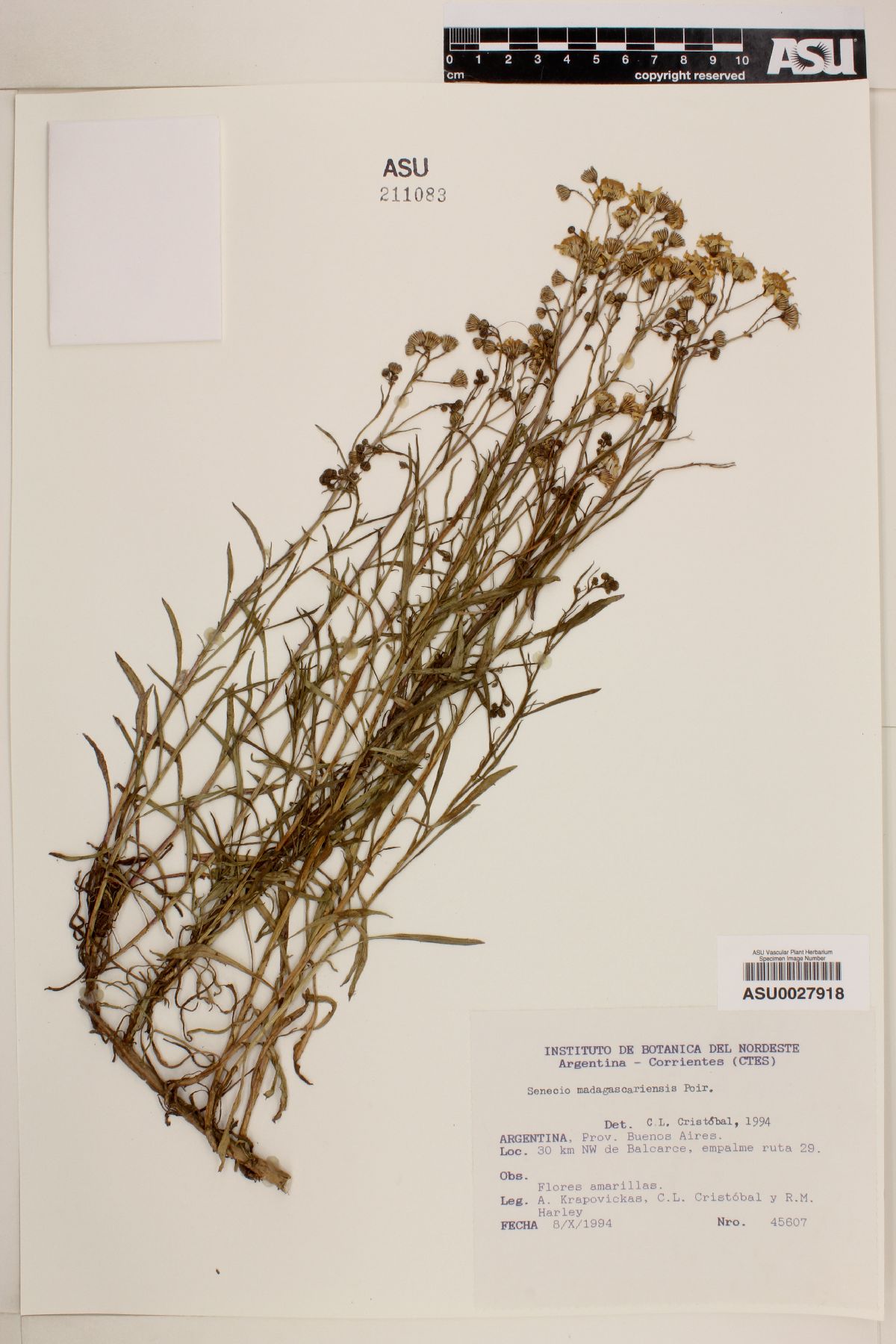 Senecio madagascariensis image