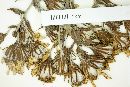 Dendrophorbium paranense image