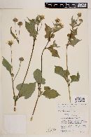 Simsia amplexicaulis image