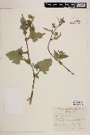 Simsia amplexicaulis image