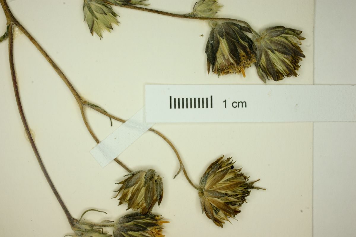 Simsia eurylepis image