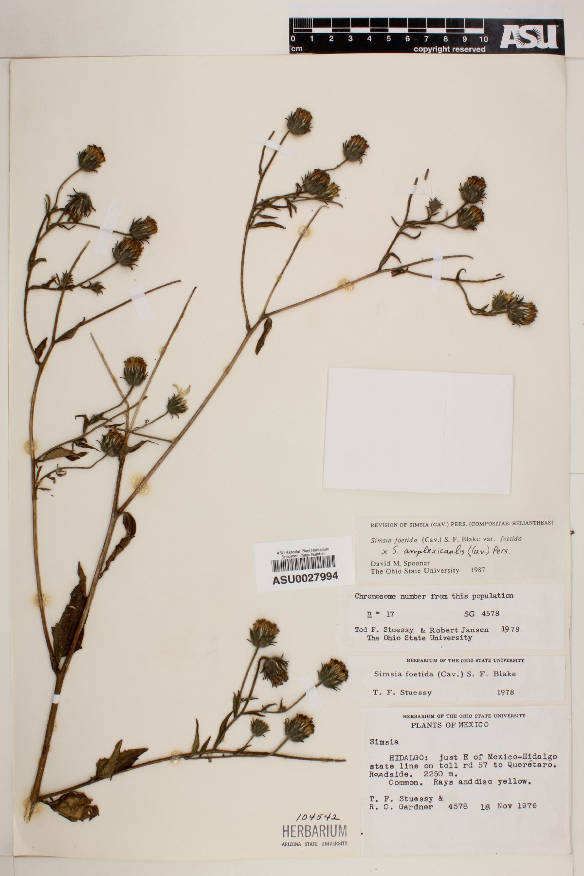 Simsia foetida var. foetida image