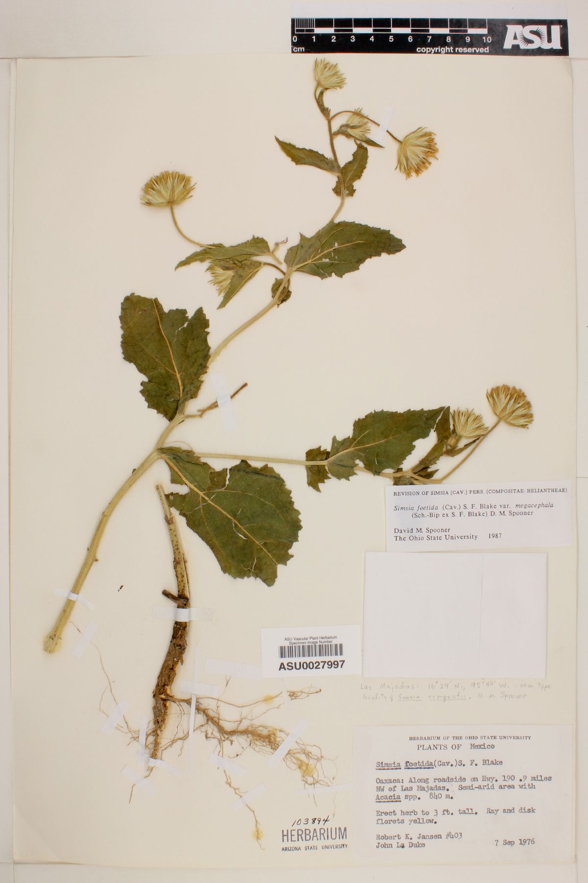 Simsia foetida var. megacephala image