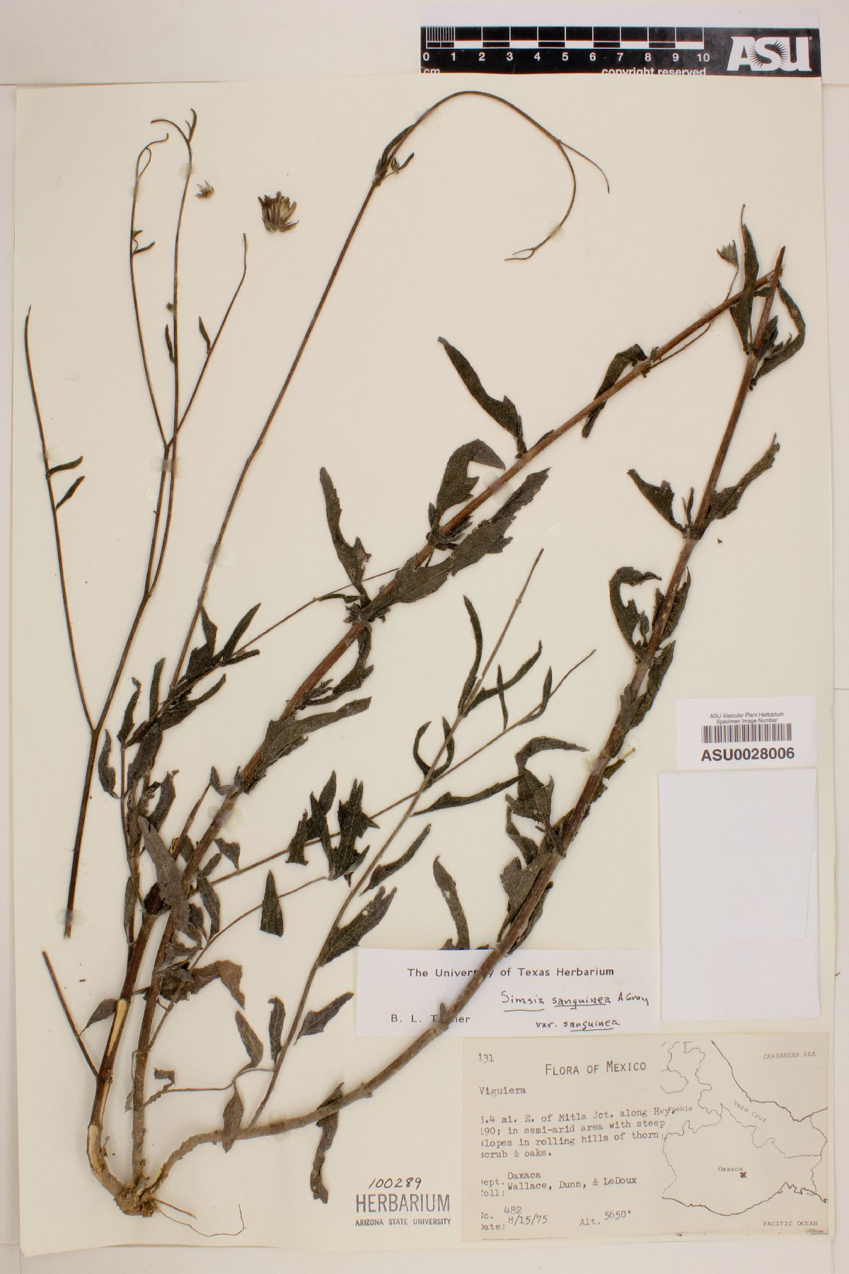 Simsia sanguinea var. sanguinea image