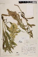 Solidago scabrida image