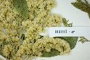 Solidago scabrida image