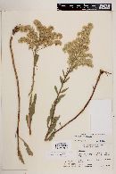 Solidago scabrida image