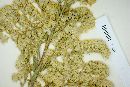 Solidago scabrida image