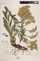 Solidago scabrida image