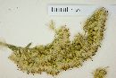 Solidago scabrida image