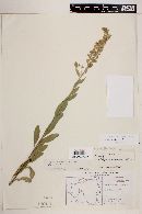 Solidago scabrida image