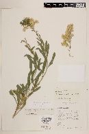 Solidago scabrida image