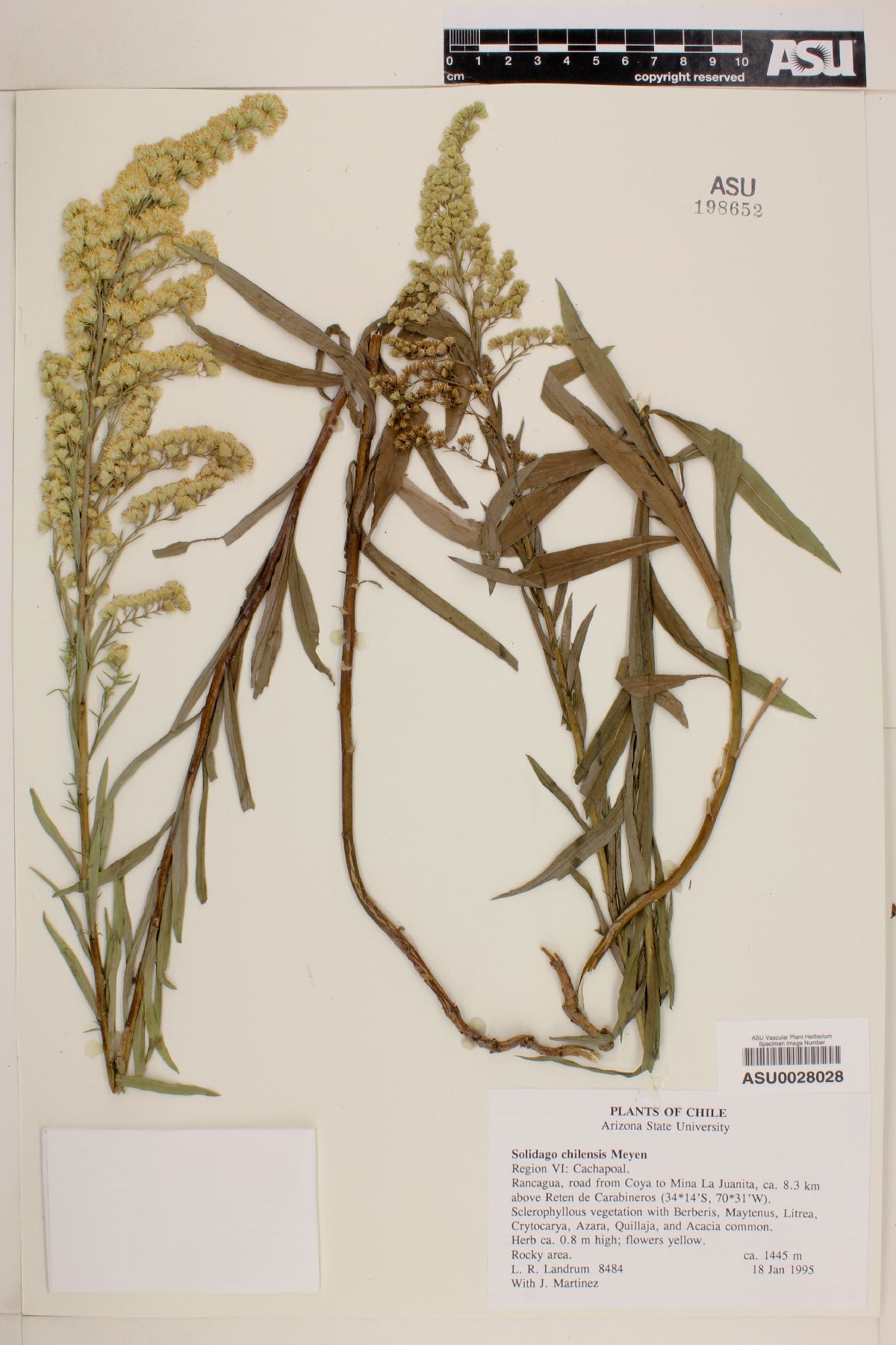 Solidago chilensis image