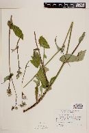 Sonchus oleraceus image