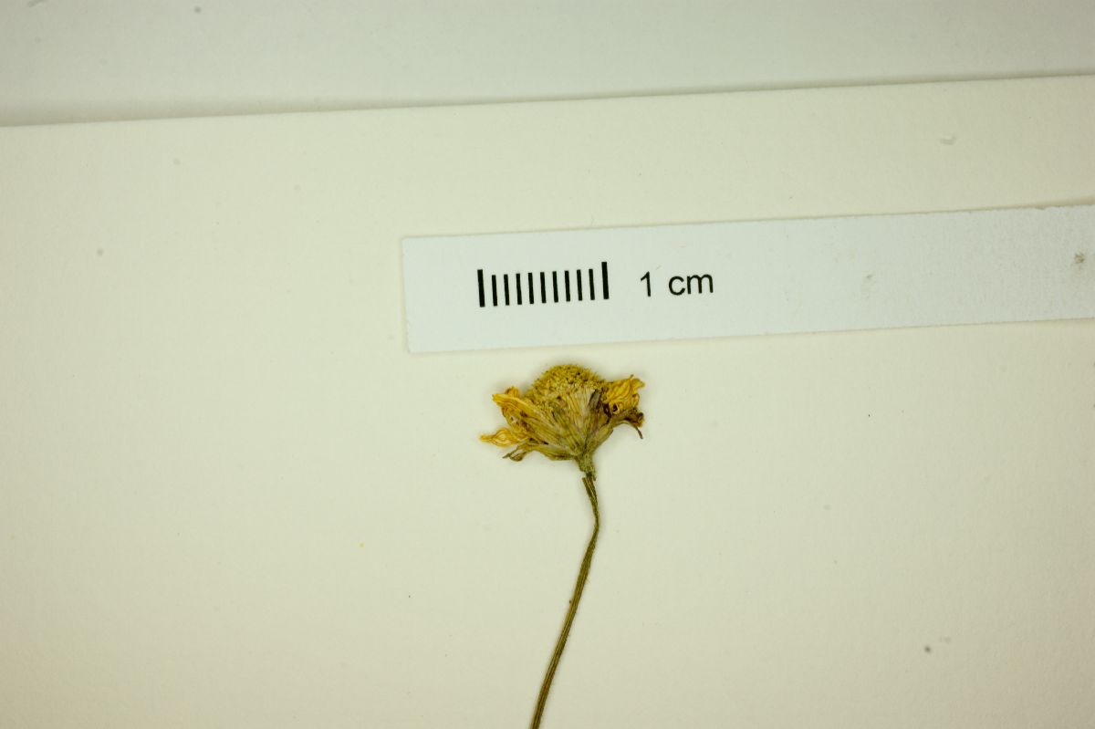 Acmella bellidioides image