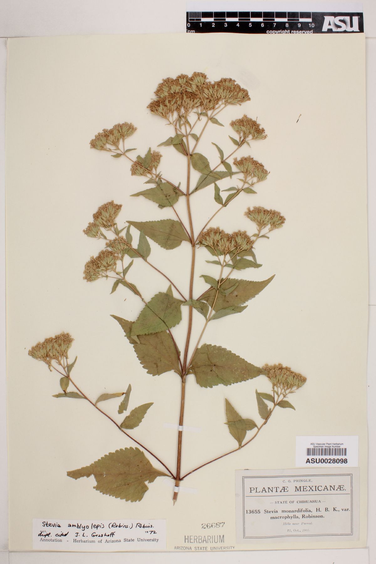 Stevia amblyolepis image