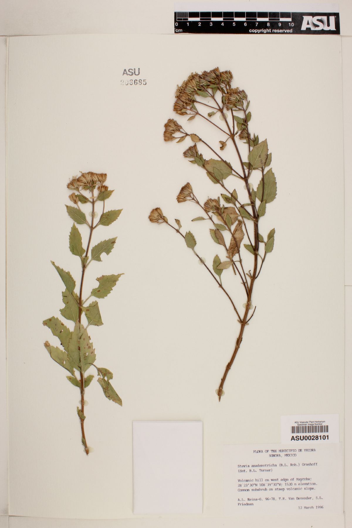 Stevia anadenotricha image