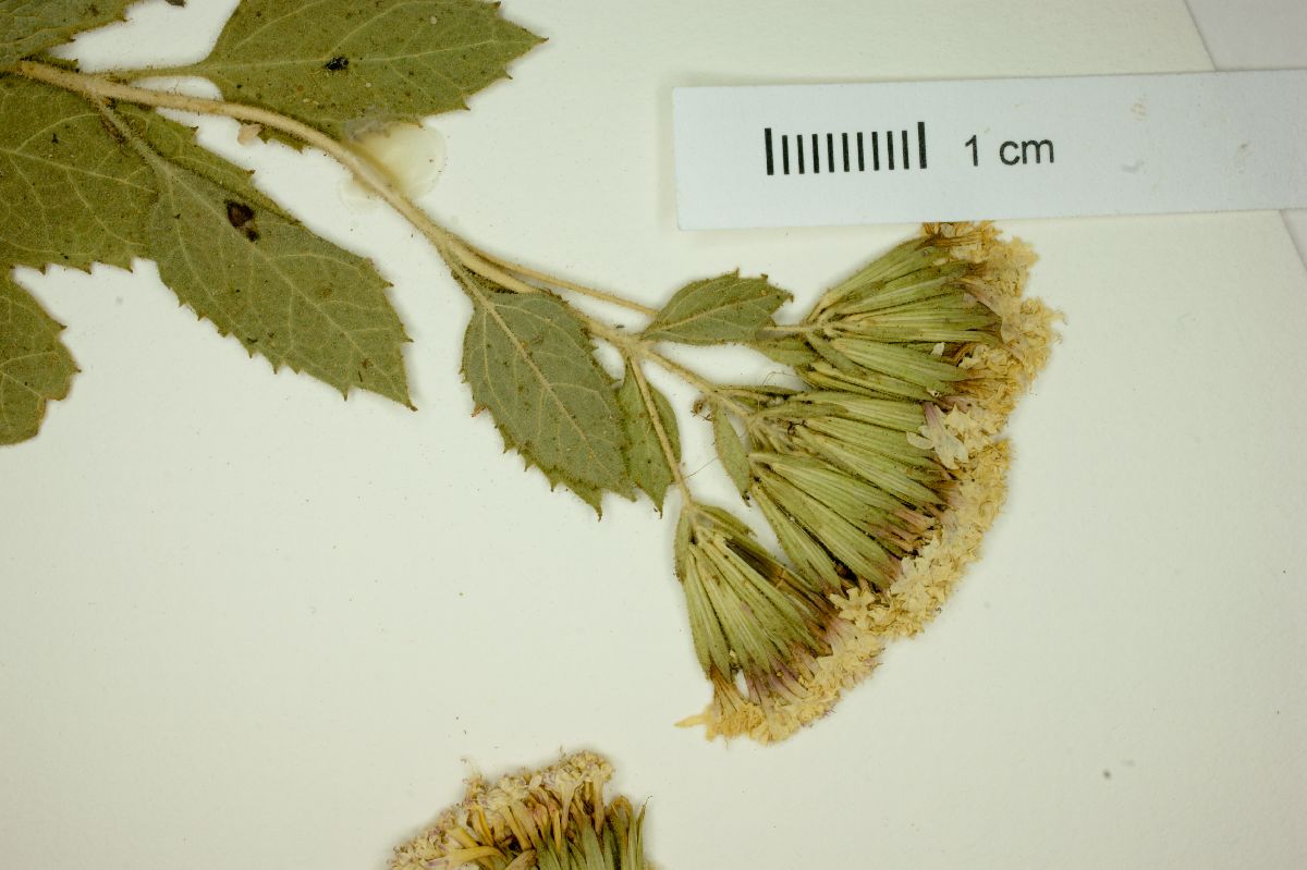 Stevia glandulosa image