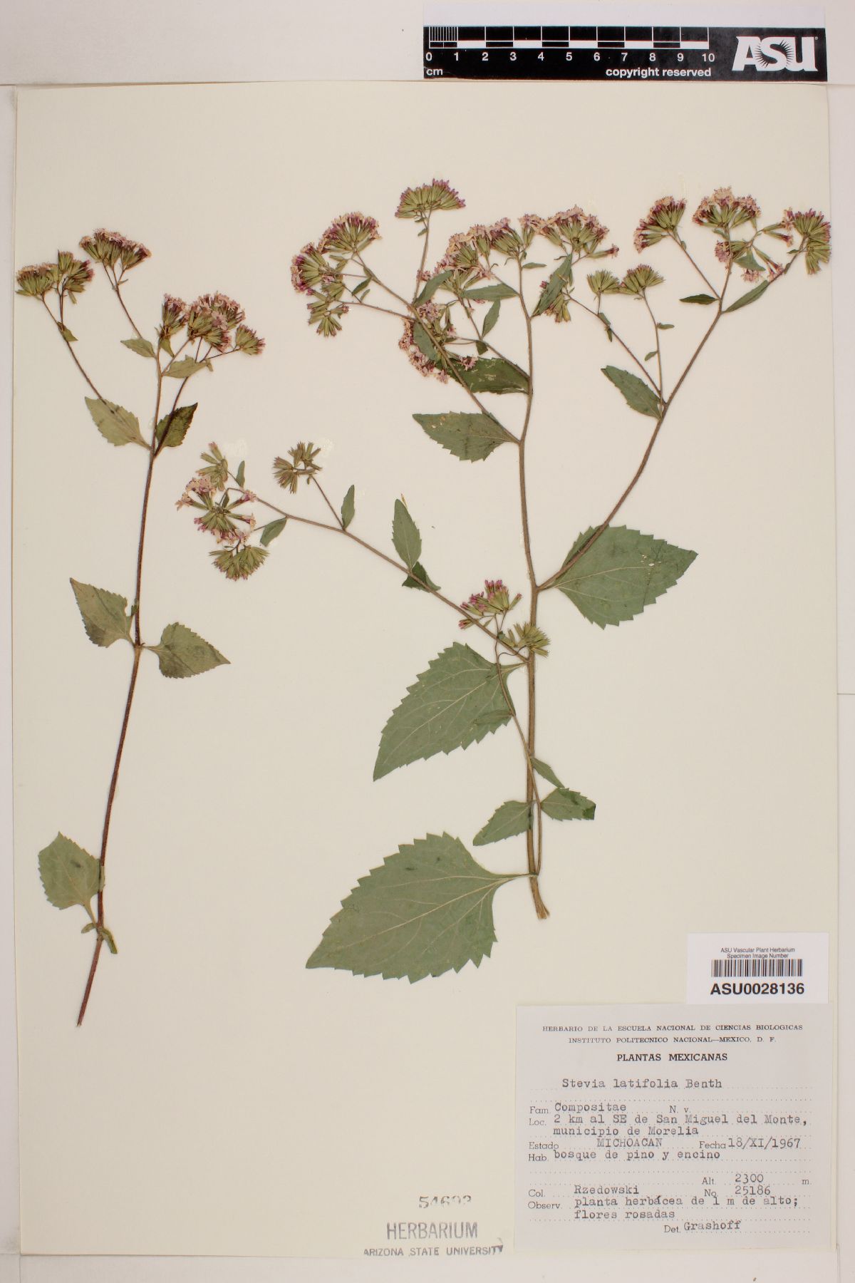 Stevia latifolia image