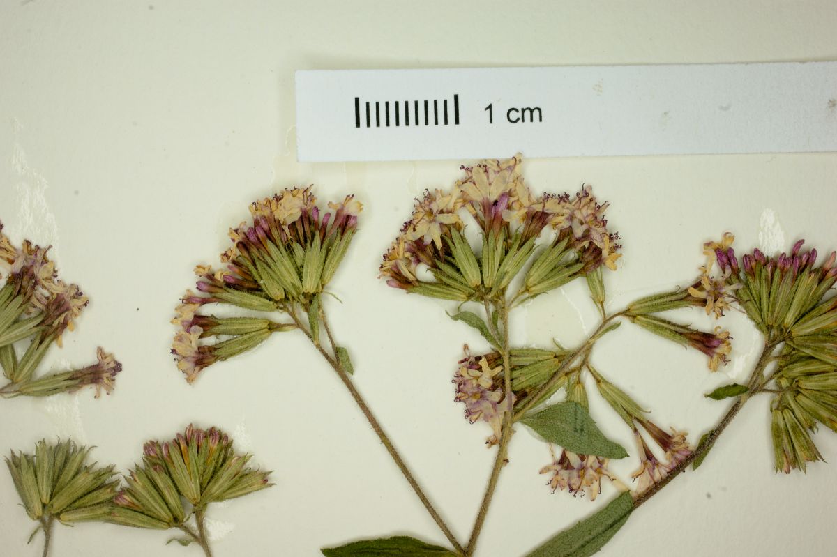 Stevia latifolia image