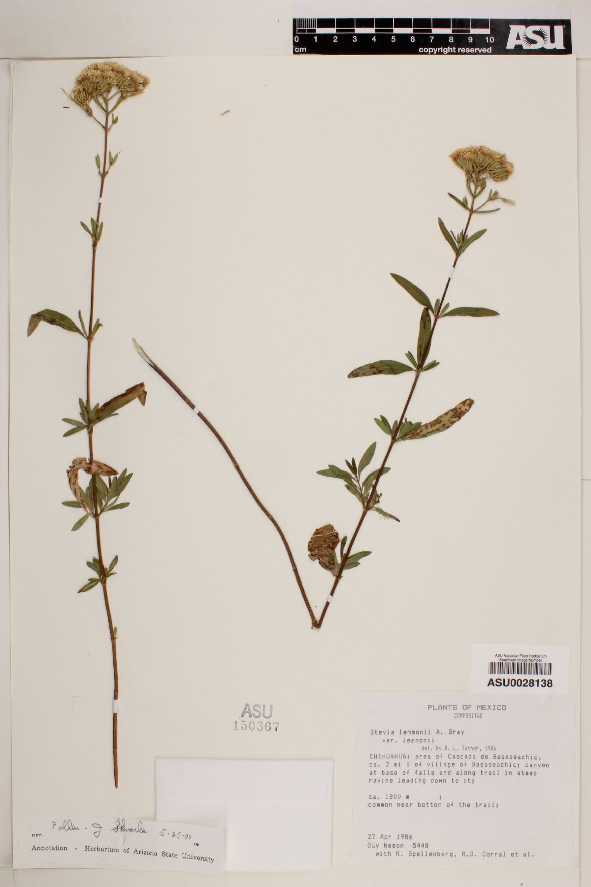 Stevia lemmonii var. lemmonii image