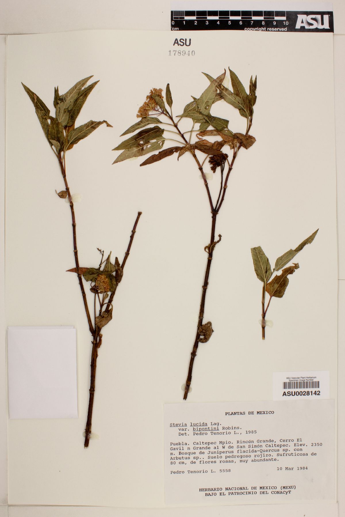 Stevia lucida image