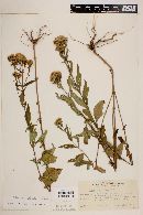 Stevia monardaefolia image
