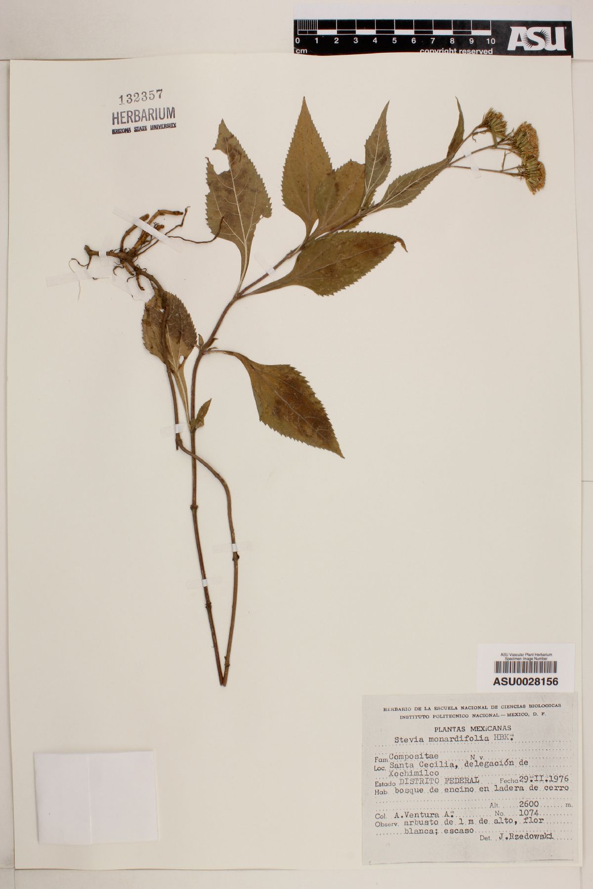 Stevia monardaefolia image