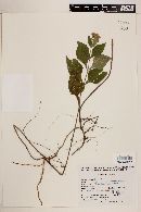Stevia monardaefolia image