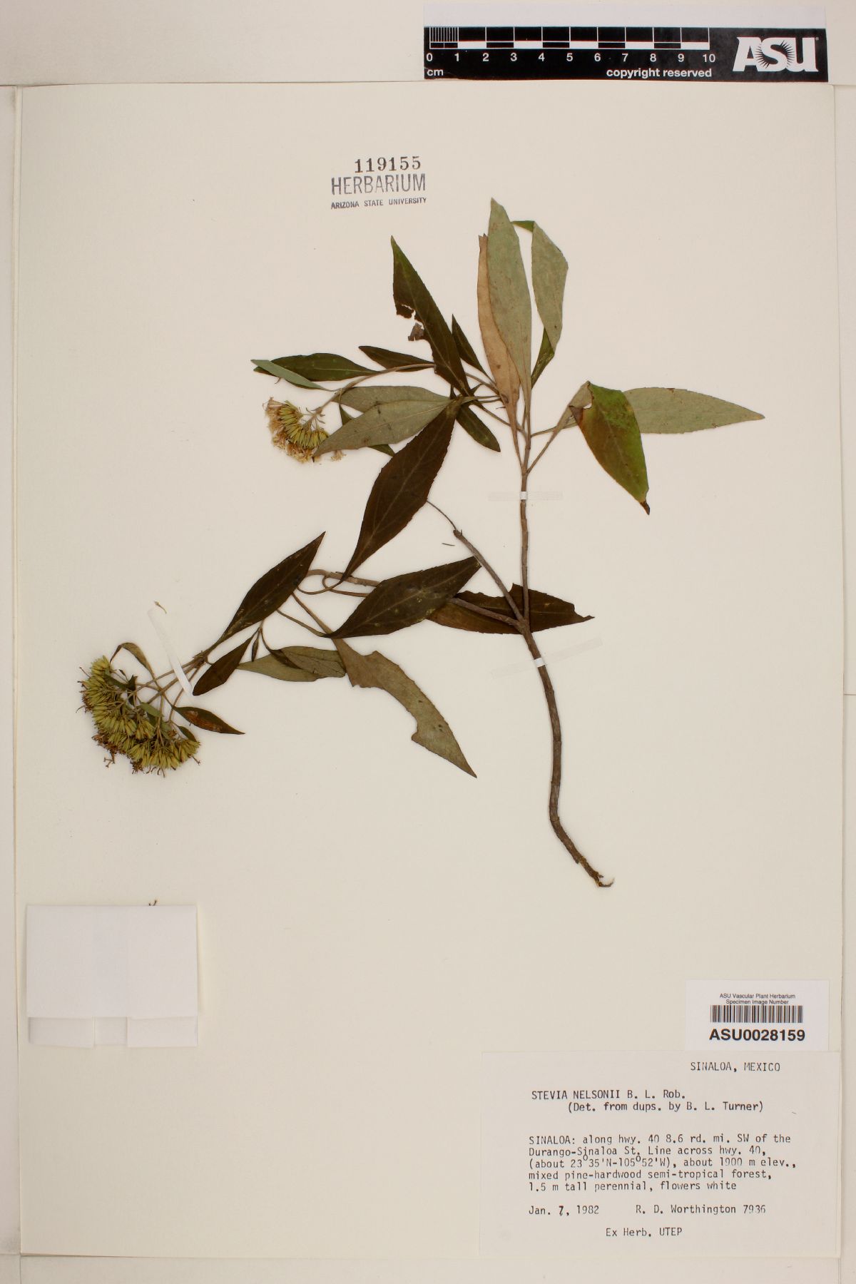 Stevia nelsonii image