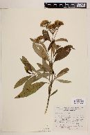 Stevia nelsonii image