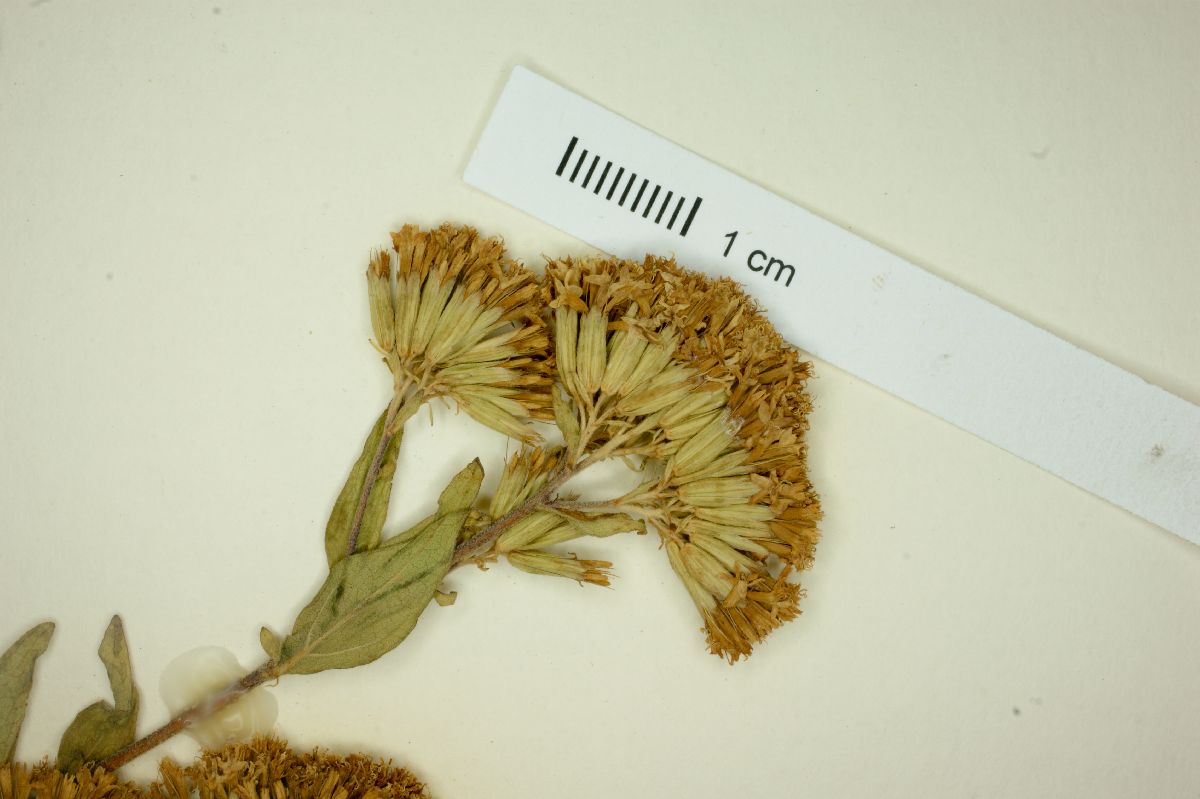 Stevia origanoides image