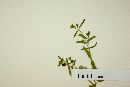 Euphorbia biformis image