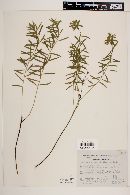 Euphorbia campestris image
