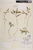 Euphorbia chersonesa image