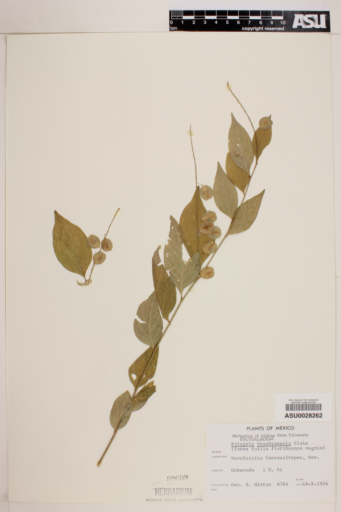 Polygala brachysepala image